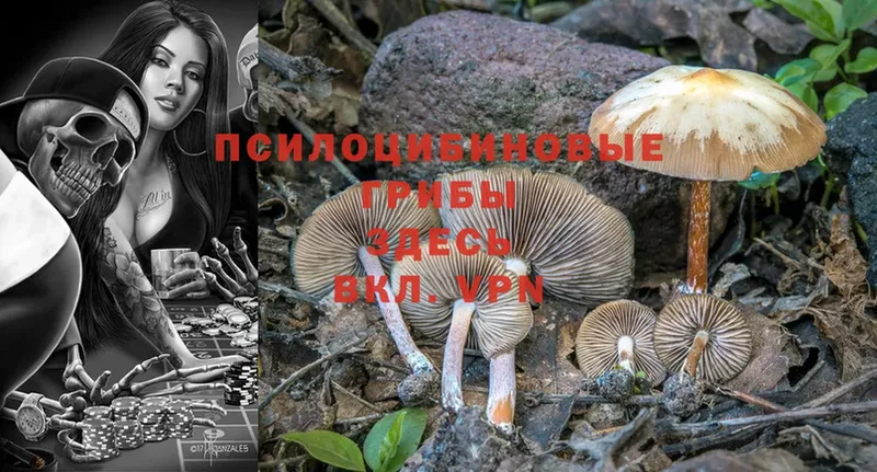 закладки  Чкаловск  Псилоцибиновые грибы Magic Shrooms 